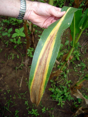 Corn leaf showing symptoms of N deficiency.